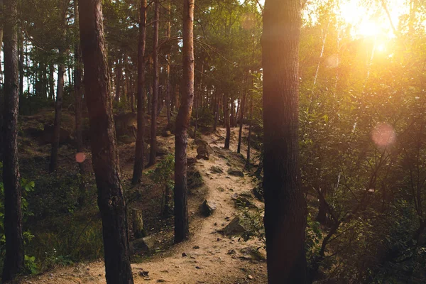 Wandelpad in het bos bij zonsondergang — Stockfoto