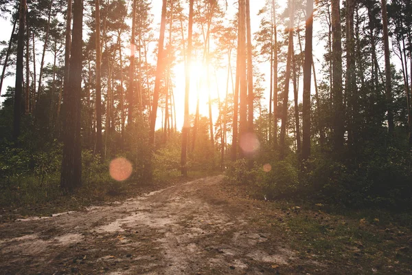 Sunrise in forest — Stock Photo, Image