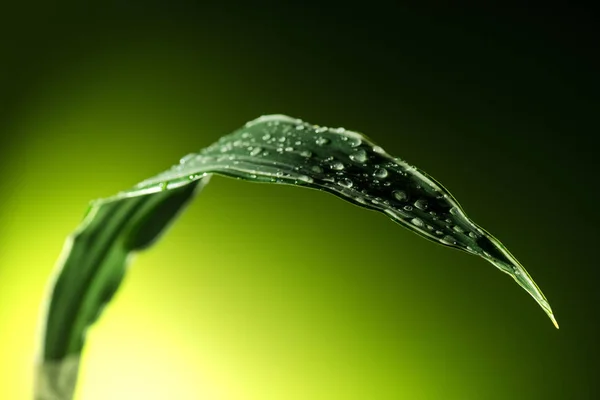 Folha de planta com gotas de água — Fotografia de Stock