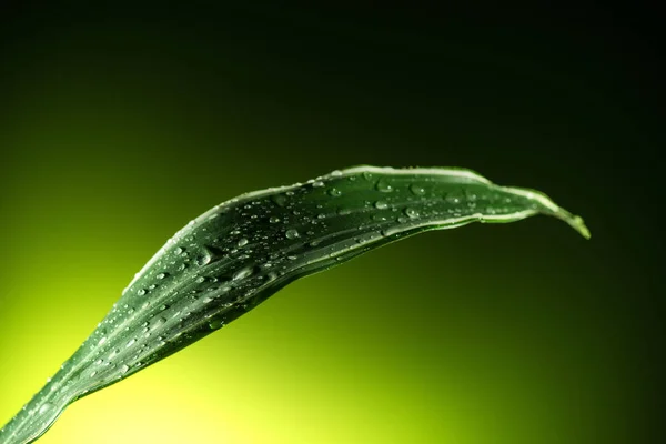 Hoja con gotas de agua — Foto de Stock