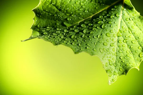 Leaf