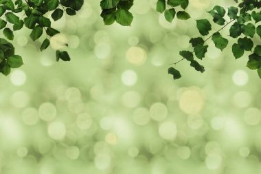 green foliage and bokeh clipart