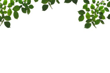 foliage clipart