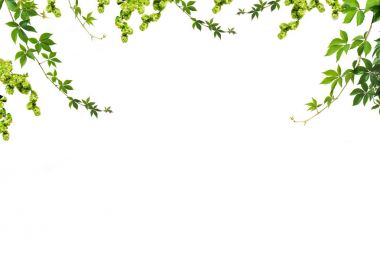 foliage clipart