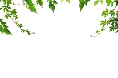 foliage clipart