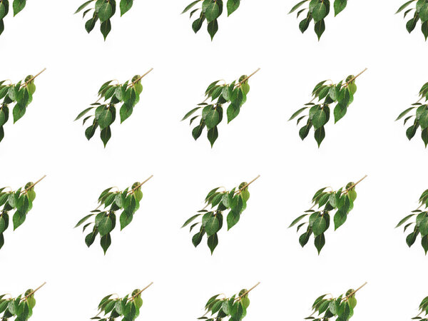 branches with green leaves