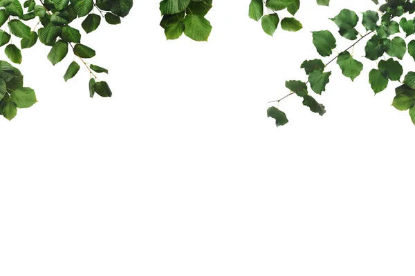 Foliage — Stock Photo, Image