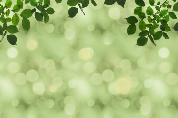 Folhagem verde e bokeh — Fotografia de Stock