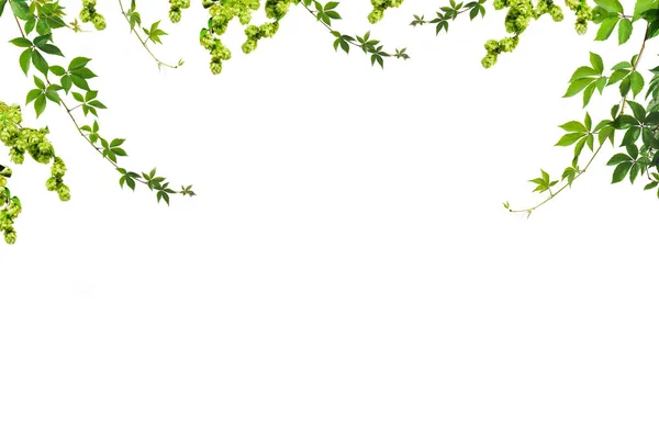 foliage