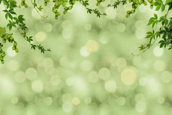 Folhagem verde e fundo embaçado — Fotografia de Stock