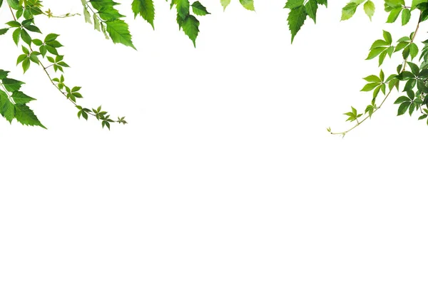 foliage