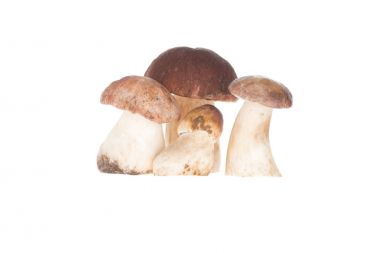 Dört porcini mantar