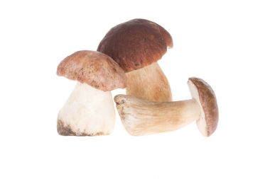 Three porcini mushrooms  clipart
