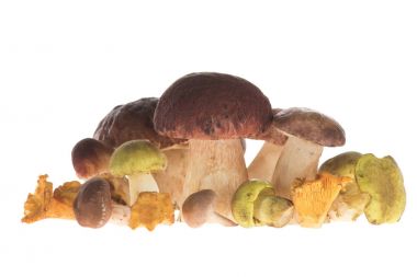 Pile of Different types of mushrooms clipart