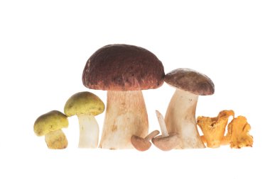 Different types of mushrooms clipart