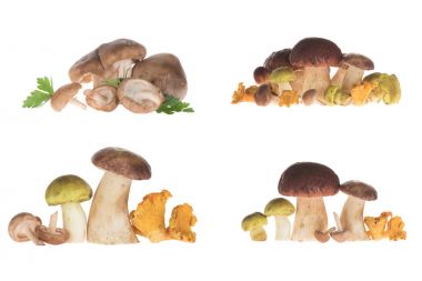 Different types of mushrooms clipart
