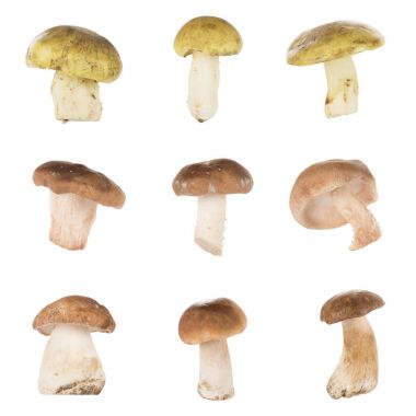 Different types of mushrooms clipart