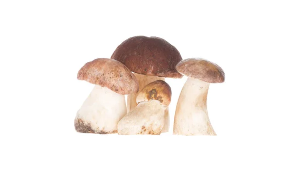 Cuatro hongos porcini — Foto de Stock