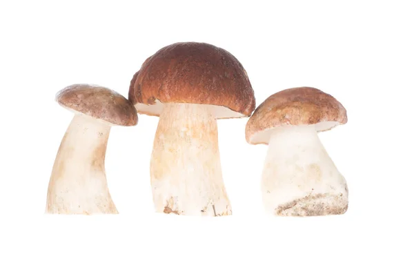 Tres hongos porcini — Foto de Stock