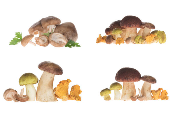 Different types of mushrooms