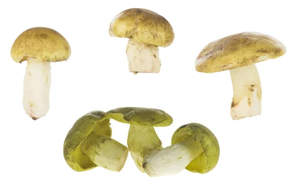 Different types of mushrooms — Stock Photo, Image
