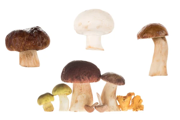 Olika typer av svamp — Stockfoto