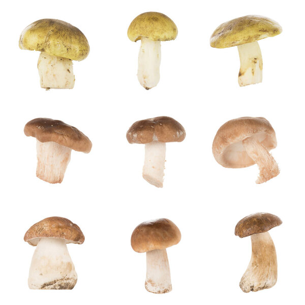 Different types of mushrooms
