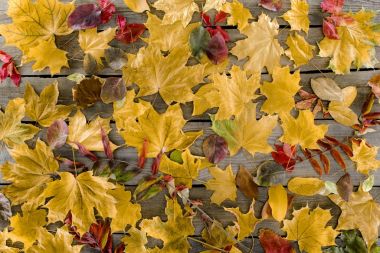 scattered autumn leaves clipart