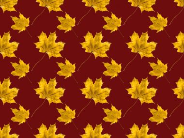 maple leaves clipart