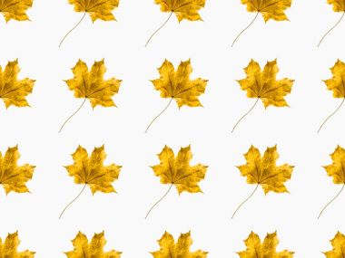 maple leaves clipart