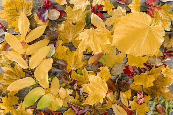 scattered autumn leaves