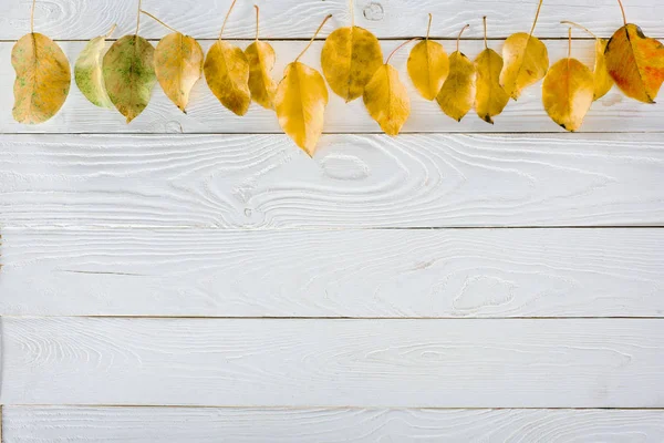 Row of yellow autumn leaves — Stock Photo, Image