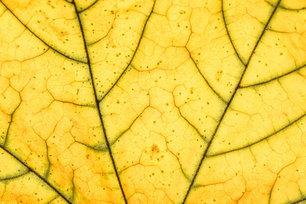 leaf veins