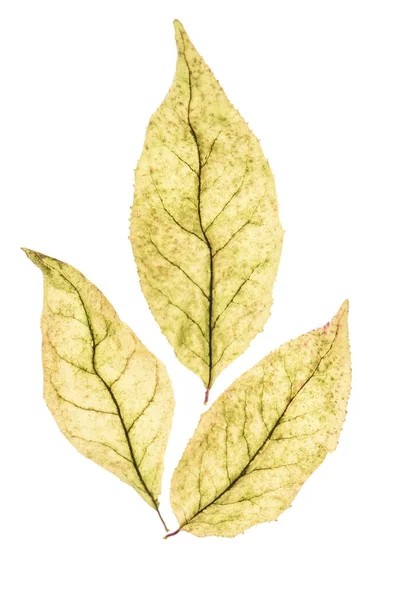 Три осенних листвы — стоковое фото
