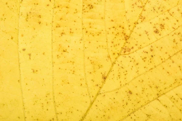 Leaf veins — Stock Photo, Image