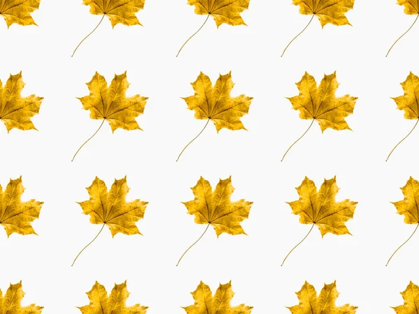 Maple leaves — Stock Photo, Image