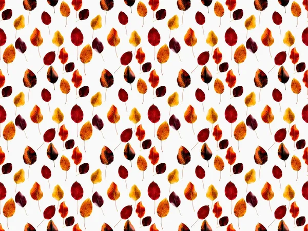 秋の紅葉のセット — ストック写真