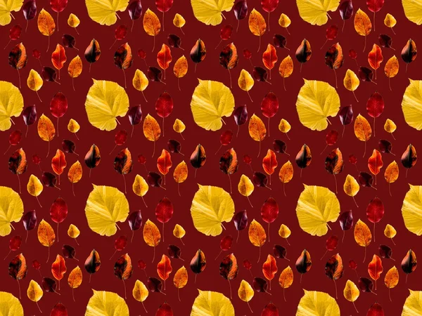 Collection of colored autumn leaves