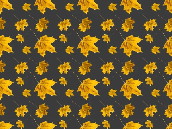 Set of maple leaves — Stock Photo, Image