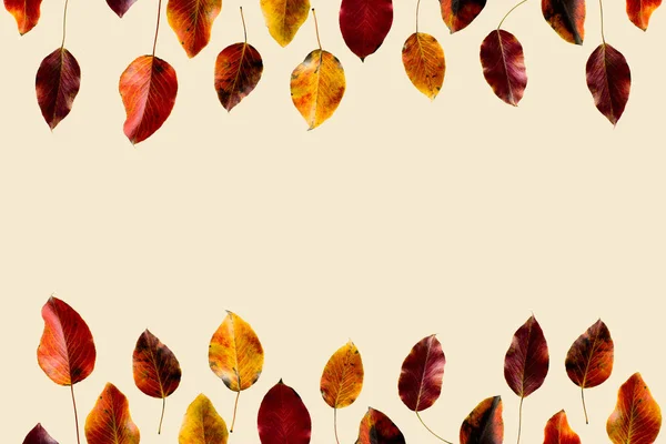 Hojas de otoño coloreadas — Foto de Stock