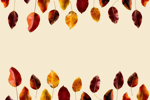 colored autumn leaves