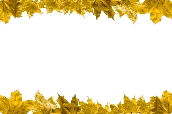 maple leaves