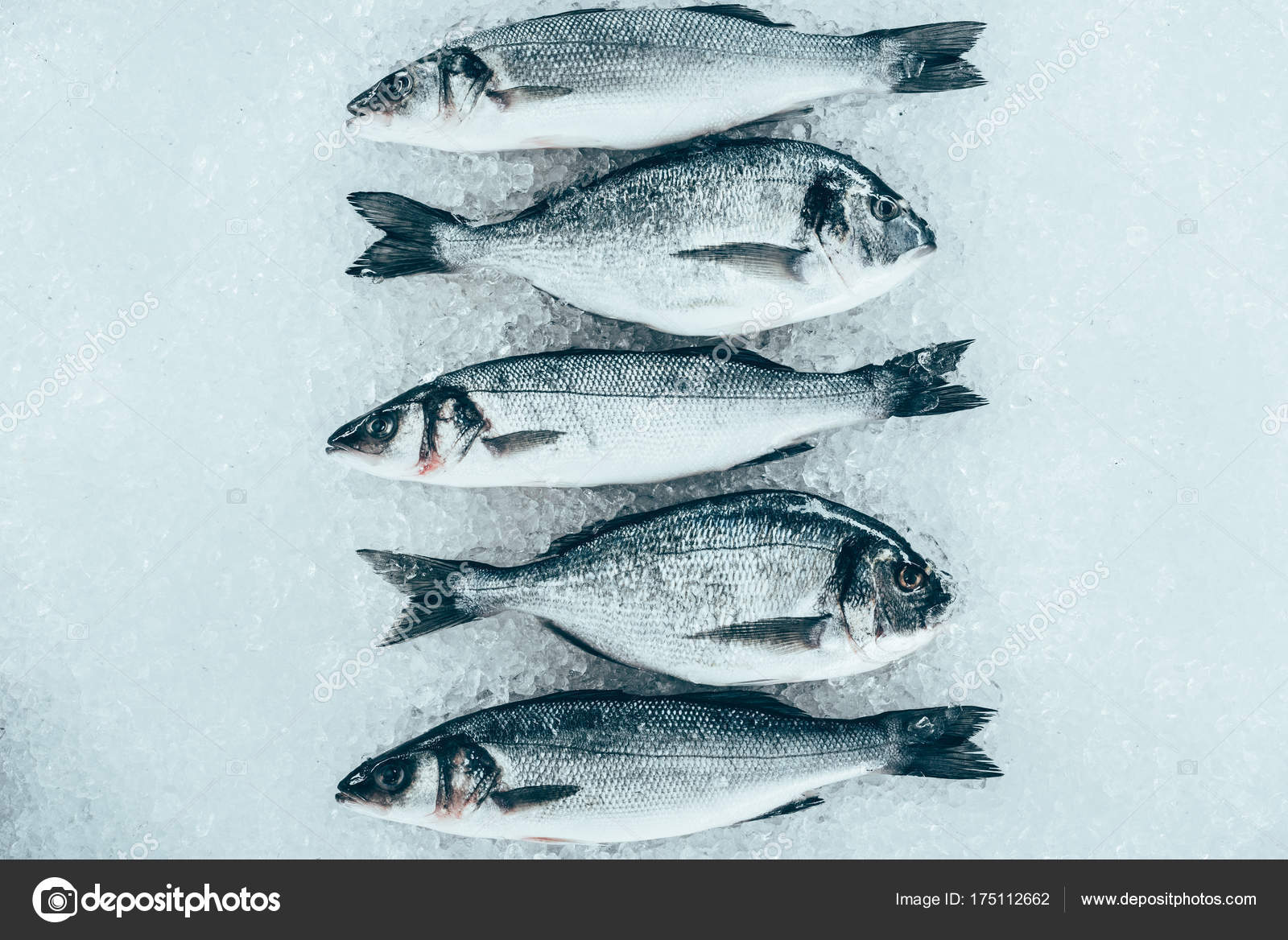 魚写真素材 ロイヤリティフリー魚画像 Depositphotos 魚写真素材 ロイヤリティフリー魚画像 Depositphotos