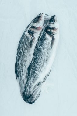close-up view of healthy fresh sea fish isolated on grey clipart