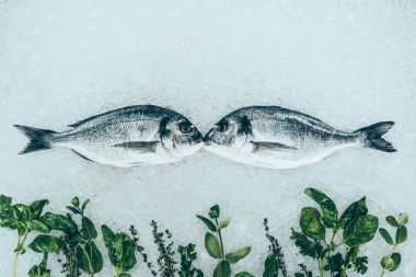 buz üzerinde gurme sağlıklı dorado balık ve otlar yakından görmek 