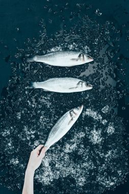 top view of human hand and raw fresh sea bass fish with ice on black  clipart