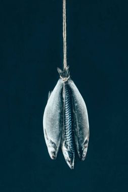 close-up view of uncooked mackerel fish hanging on rope isolated on black clipart