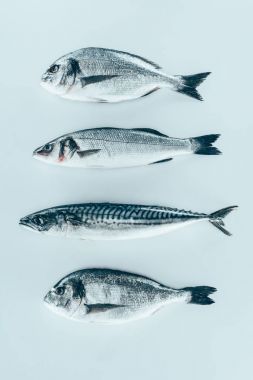 top view of assorted uncooked sea fish isolated on grey   clipart