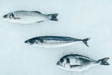 top view of various uncooked healthy sea fish on ice clipart