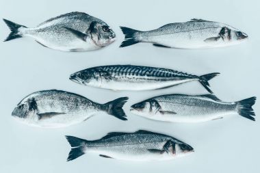 top view of various uncooked sea fish isolated on grey   clipart